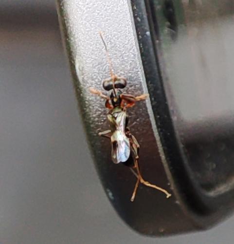 Neodryinus typhlocybae